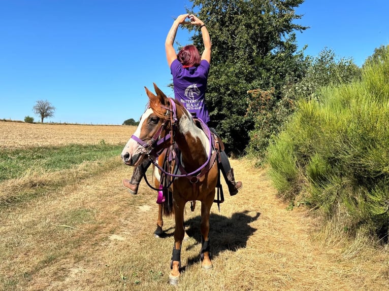 American Paint Horse Jument 6 Ans 146 cm Pinto in Linkenbach