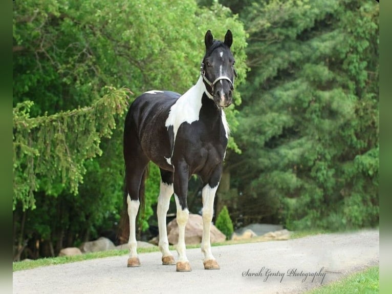 American Paint Horse Jument 6 Ans 147 cm Tobiano-toutes couleurs in Ashland Oh