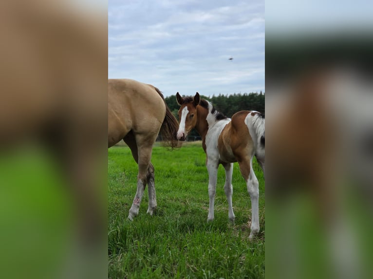 American Paint Horse Jument 6 Ans 150 cm Champagne in Schollene