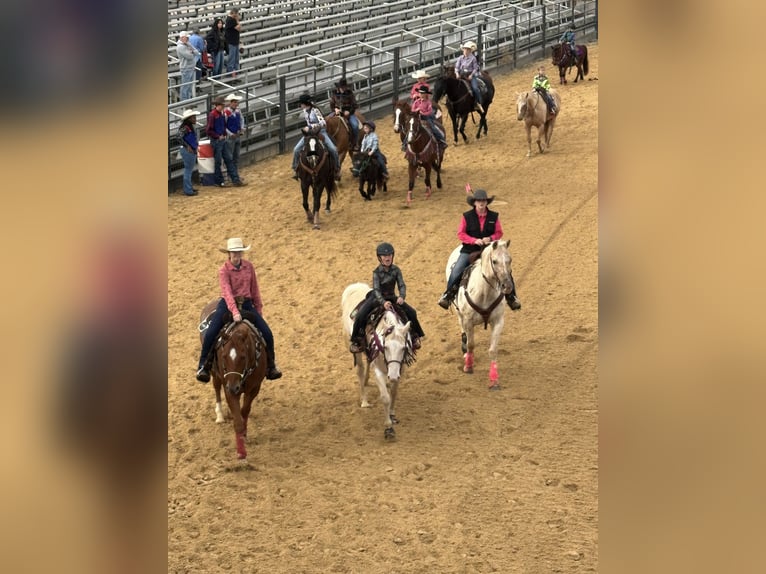 American Paint Horse Jument 6 Ans 152 cm  in Slocum, TX