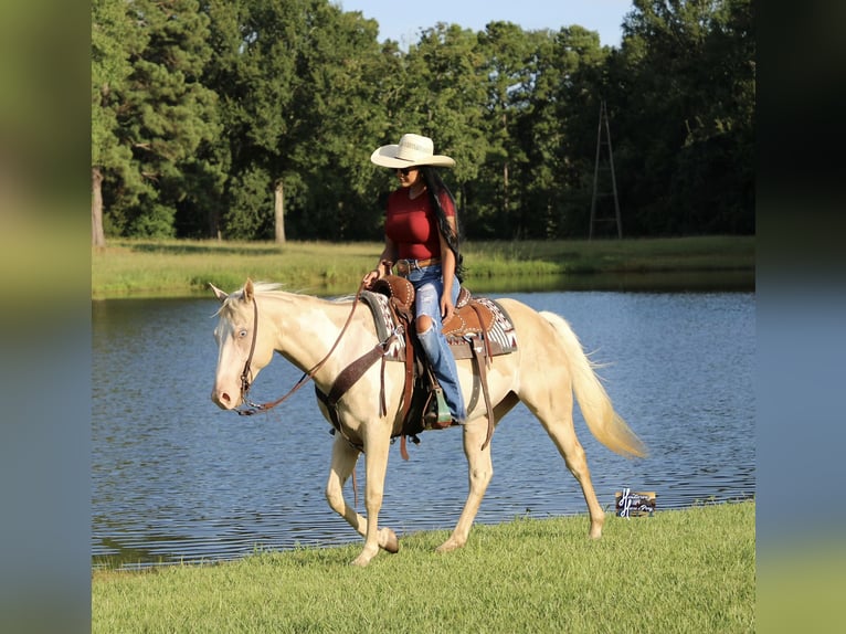 American Paint Horse Jument 6 Ans 152 cm  in Slocum, TX