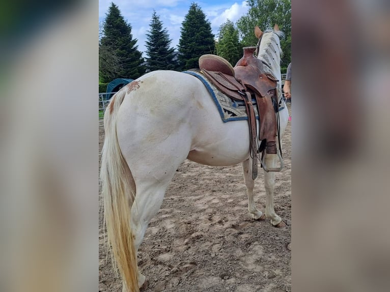 American Paint Horse Jument 6 Ans 153 cm Overo-toutes couleurs in Linkenbach
