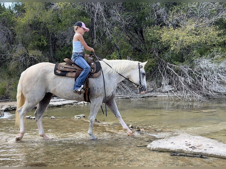 American Paint Horse Jument 6 Ans 155 cm Palomino in Cleburne