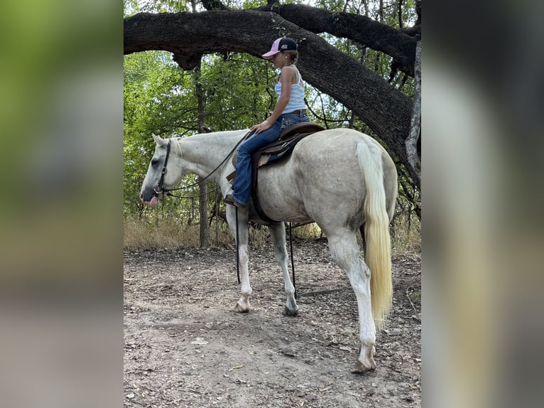 American Paint Horse Jument 6 Ans 155 cm Palomino in Cleburne