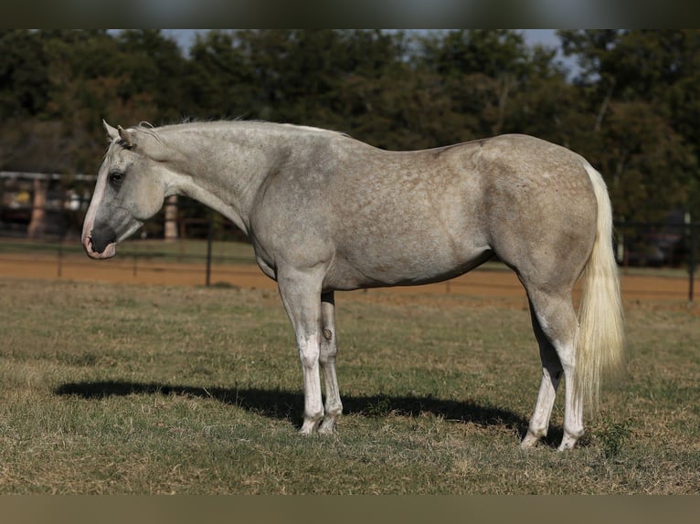 American Paint Horse Jument 6 Ans 155 cm Palomino in Cleburne