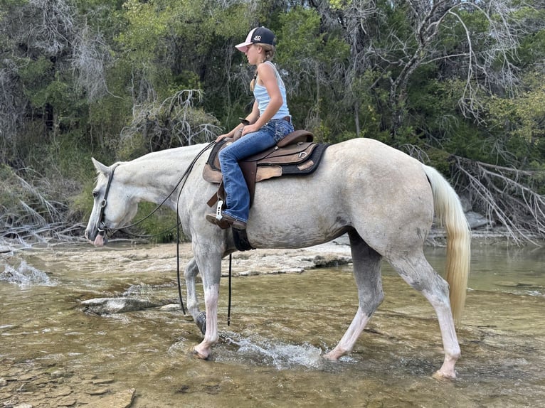 American Paint Horse Jument 6 Ans 155 cm Palomino in Cleburne