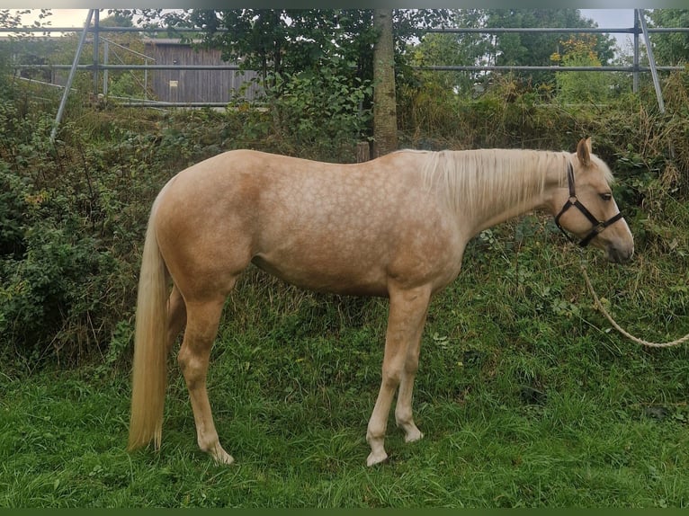 American Paint Horse Jument 6 Ans 158 cm Palomino in Tamm