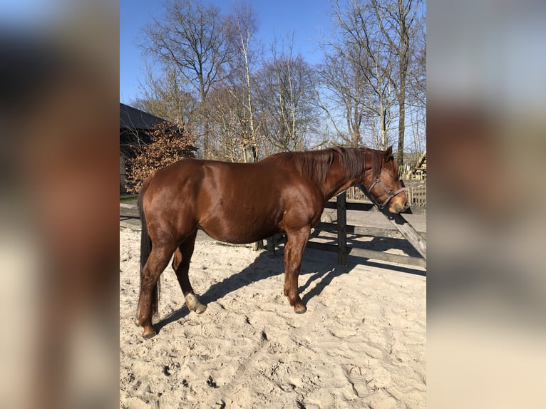 American Paint Horse Jument 6 Ans 159 cm Alezan in Eexterveenschekanaal