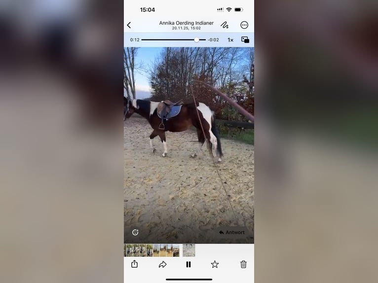 American Paint Horse Jument 6 Ans 159 cm in Brüggen