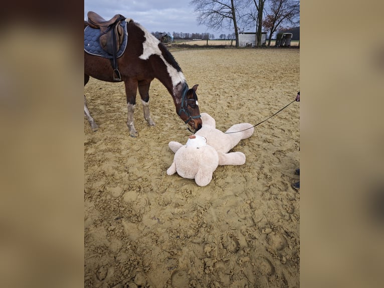 American Paint Horse Jument 6 Ans 159 cm Tobiano-toutes couleurs in Brüggen
