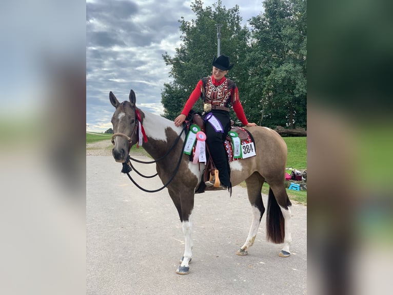 American Paint Horse Jument 6 Ans 160 cm Tobiano-toutes couleurs in Regenstauf