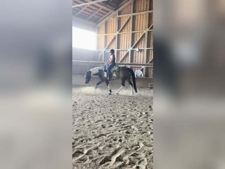 American Paint Horse Jument 6 Ans 160 cm Tobiano-toutes couleurs in Regenstauf