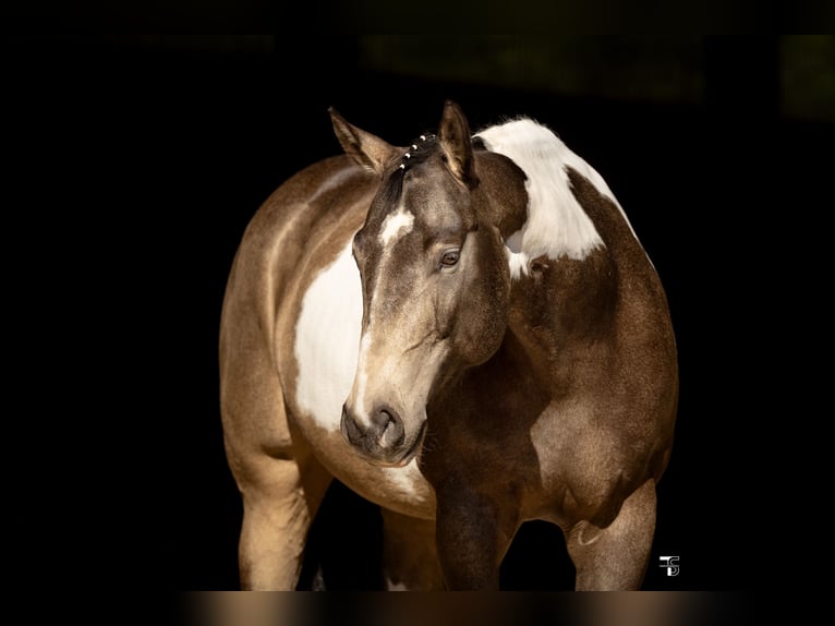 American Paint Horse Jument 6 Ans 160 cm Tobiano-toutes couleurs in Regenstauf
