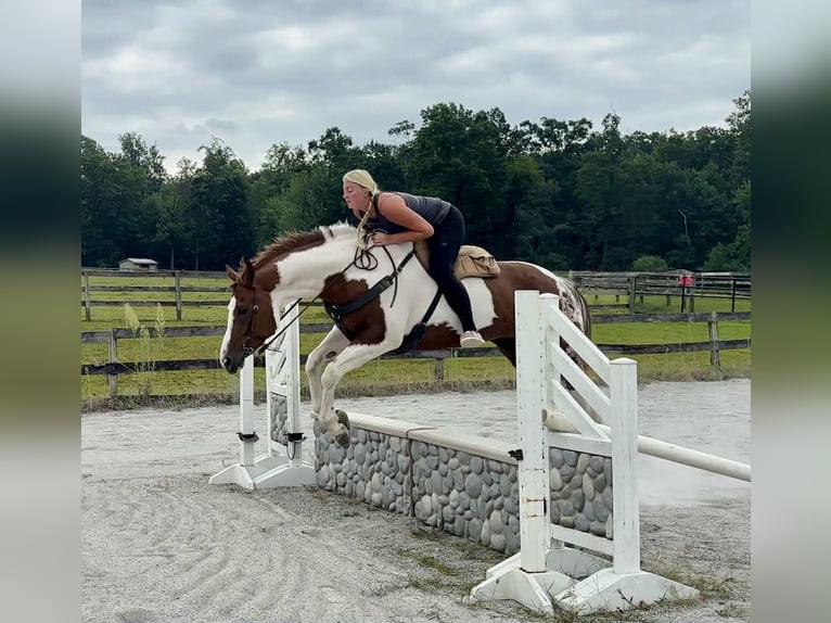American Paint Horse Jument 6 Ans 165 cm Tobiano-toutes couleurs in New Holland