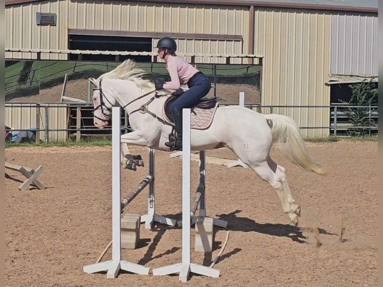 American Paint Horse Jument 6 Ans Tovero-toutes couleurs in Kaufman