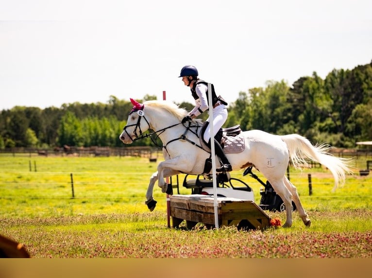 American Paint Horse Jument 6 Ans Tovero-toutes couleurs in Kaufman