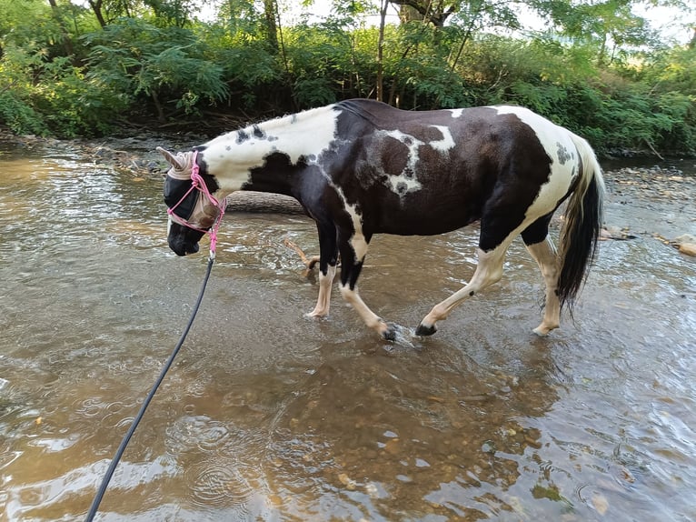 American Paint Horse Jument 7 Ans 140 cm Pinto in Langenlonsheim