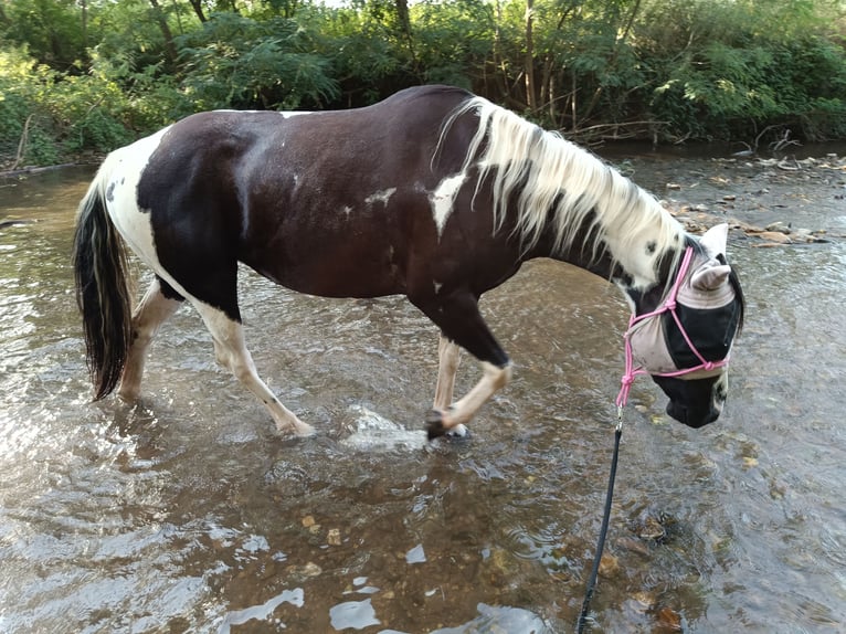 American Paint Horse Jument 7 Ans 140 cm Pinto in Langenlonsheim