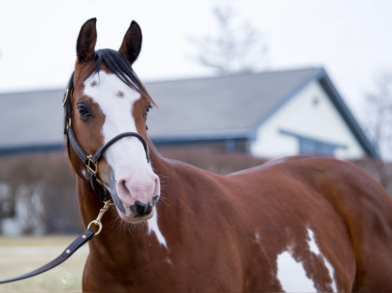 American Paint Horse Jument 7 Ans 145 cm Bai cerise in La Grange