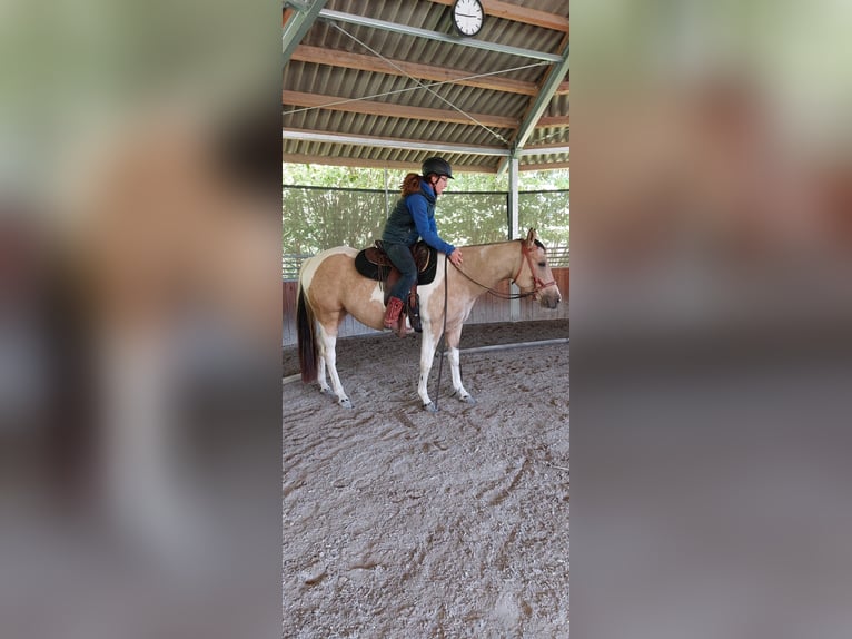 American Paint Horse Jument 7 Ans 146 cm Tobiano-toutes couleurs in Hardheim