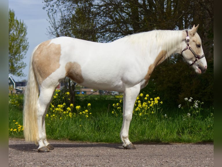 American Paint Horse Jument 7 Ans 148 cm Palomino in Zwaagdijk-West