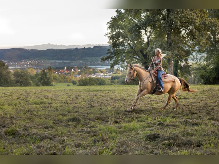 American Paint Horse Jument 7 Ans 150 cm Champagne in Öhningen
