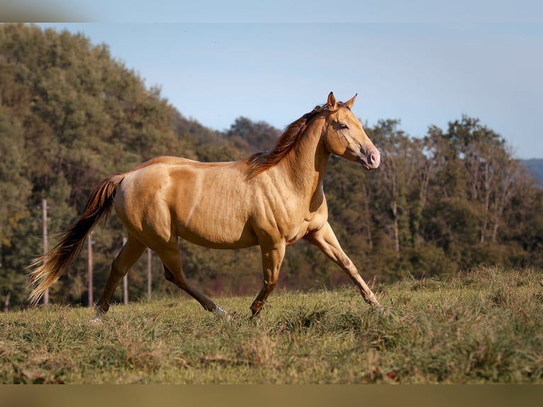 American Paint Horse Jument 7 Ans 150 cm Champagne in Öhningen