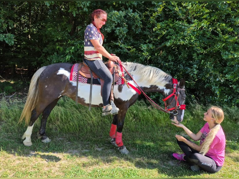 American Paint Horse Jument 7 Ans 150 cm Overo-toutes couleurs in Linkenbach