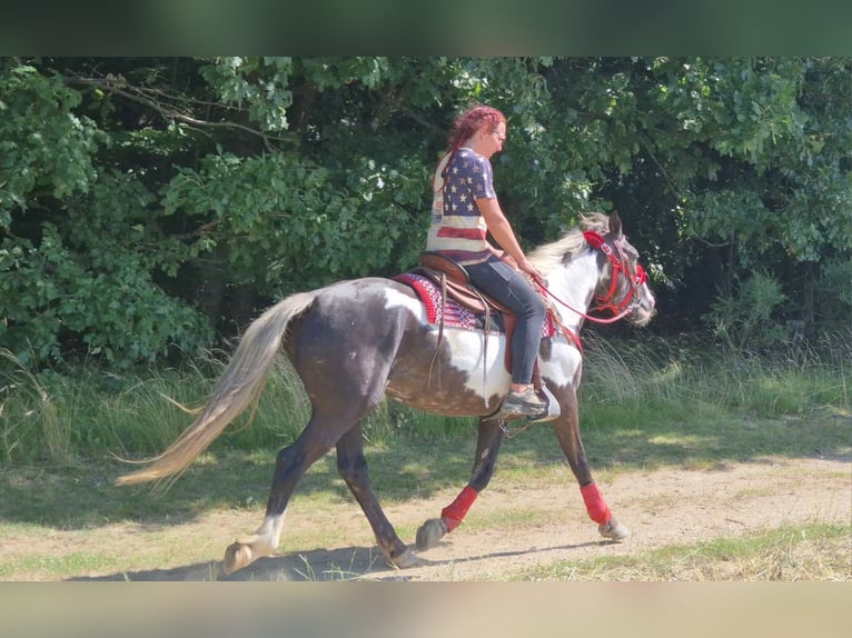 American Paint Horse Jument 7 Ans 150 cm Overo-toutes couleurs in Linkenbach