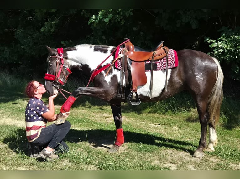 American Paint Horse Jument 7 Ans 150 cm Overo-toutes couleurs in Linkenbach