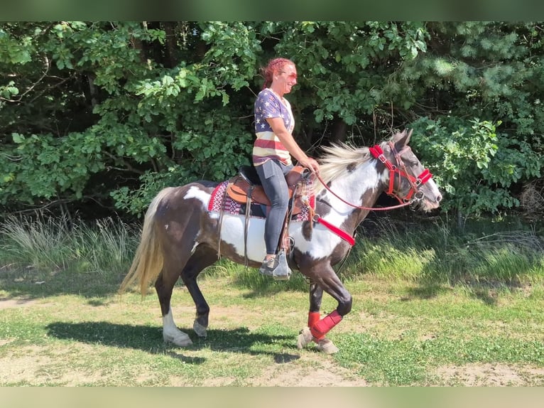 American Paint Horse Jument 7 Ans 150 cm Overo-toutes couleurs in Linkenbach