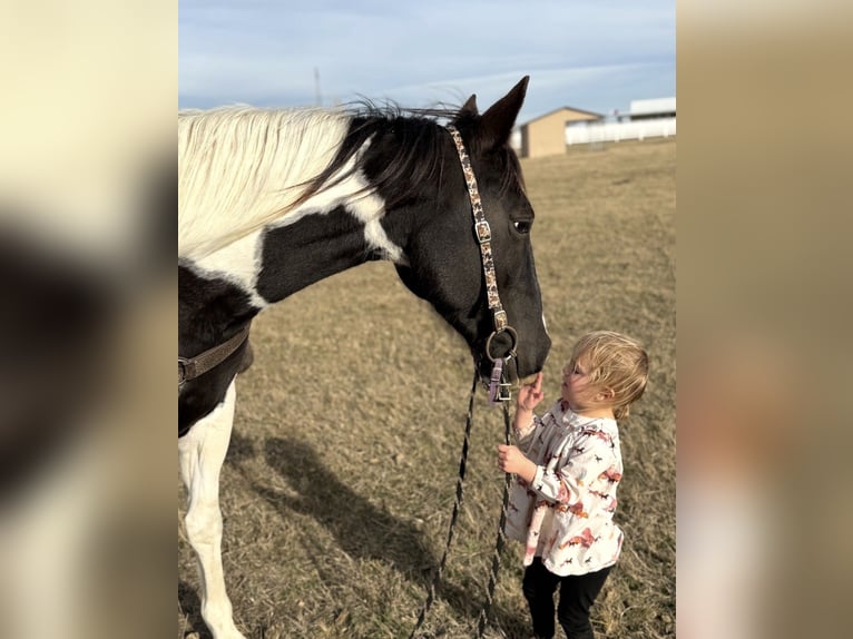 American Paint Horse Jument 7 Ans 150 cm Tobiano-toutes couleurs in Mckinney