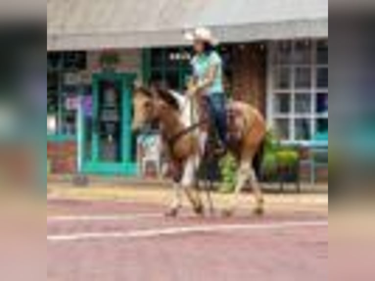 American Paint Horse Jument 7 Ans 150 cm Tobiano-toutes couleurs in Rusk TX