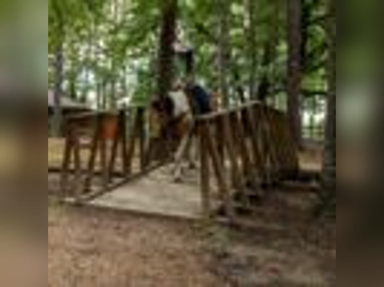 American Paint Horse Jument 7 Ans 150 cm Tobiano-toutes couleurs in Rusk TX