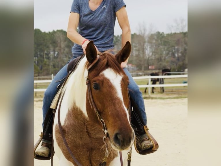 American Paint Horse Jument 7 Ans 157 cm Rouan Rouge in Aynor, SC