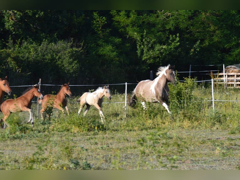 American Paint Horse Jument 7 Ans 160 cm Grullo in Nový Šaldorf-Sedlešovice - Sedlešovice