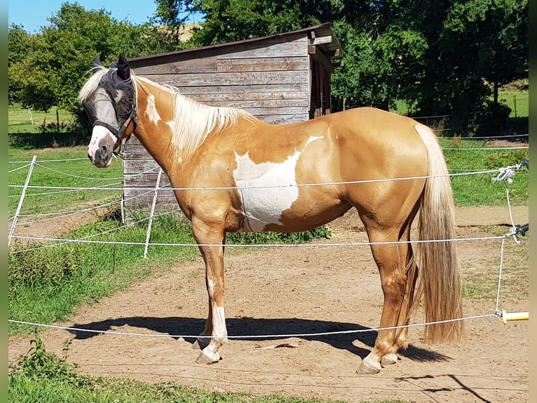 American Paint Horse Jument 7 Ans 160 cm Palomino in Arzfeld