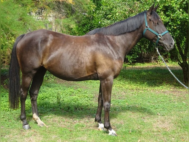American Paint Horse Jument 7 Ans 163 cm Noir in Delfshaven