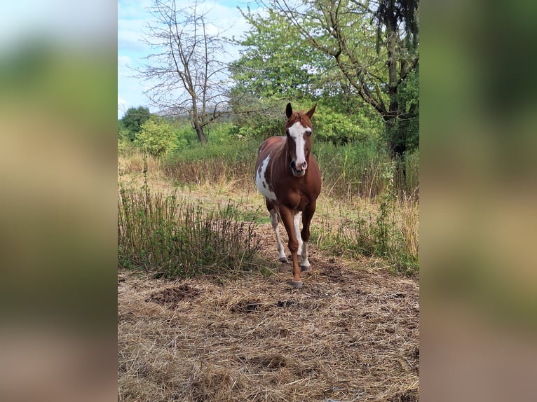 American Paint Horse Jument 7 Ans Overo-toutes couleurs in Eisenach