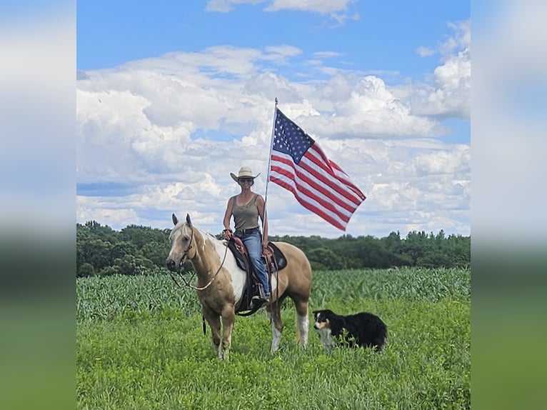American Paint Horse Jument 7 Ans Pinto in Harmony