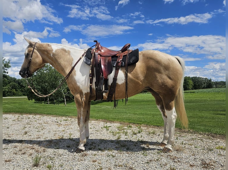 American Paint Horse Jument 7 Ans Pinto in Harmony