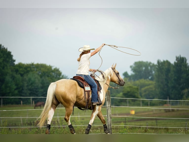 American Paint Horse Jument 7 Ans Pinto in Harmony