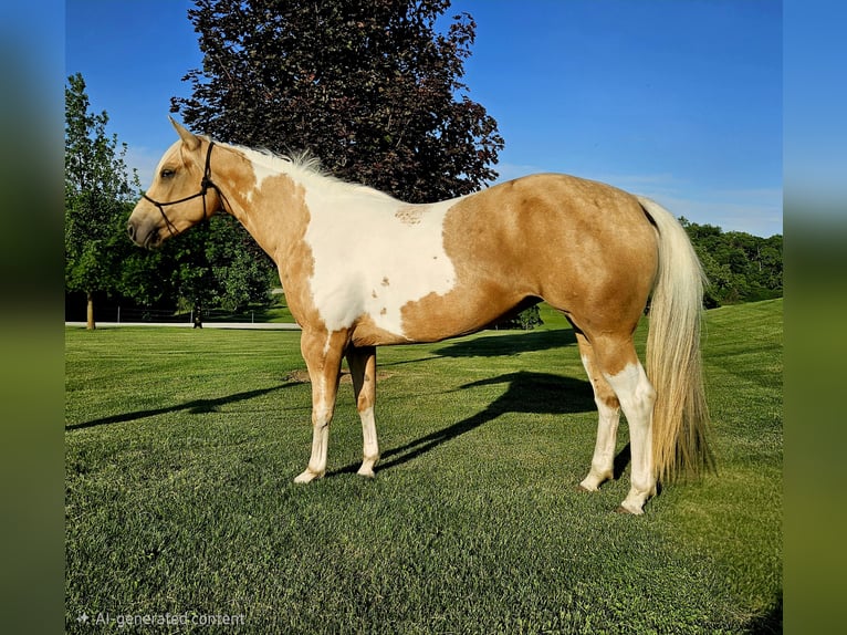 American Paint Horse Jument 7 Ans Pinto in Harmony