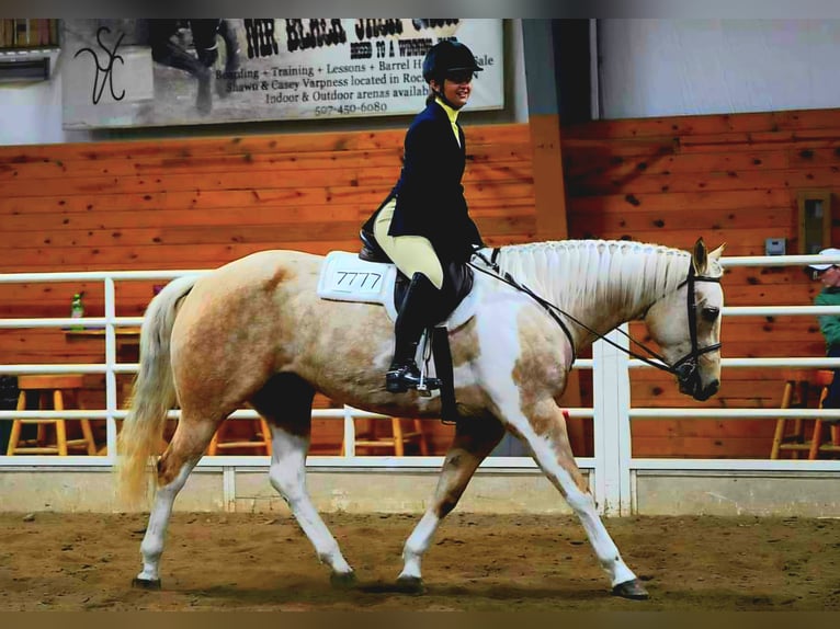 American Paint Horse Jument 7 Ans Pinto in Harmony