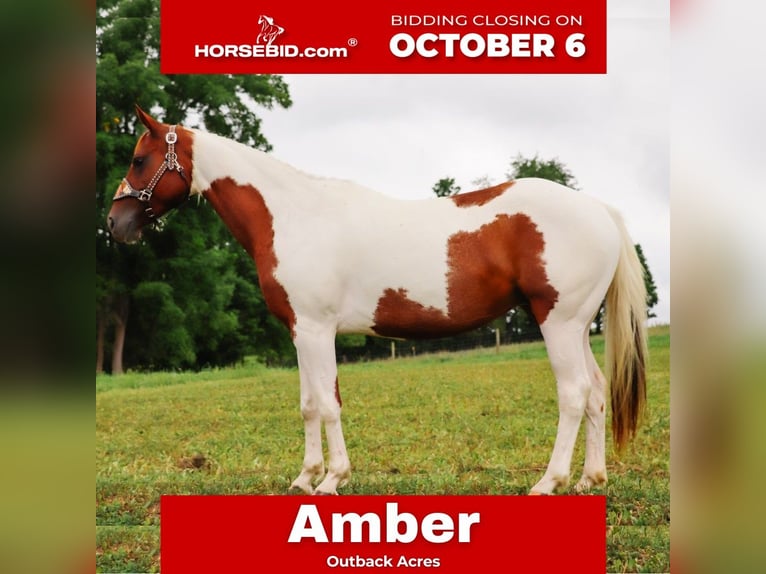 American Paint Horse Jument 7 Ans Pinto in Dundee