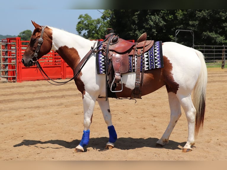 American Paint Horse Jument 7 Ans Pinto in Dundee