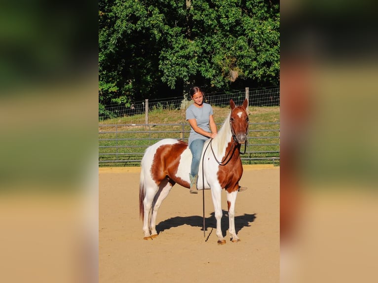 American Paint Horse Jument 7 Ans Pinto in Dundee