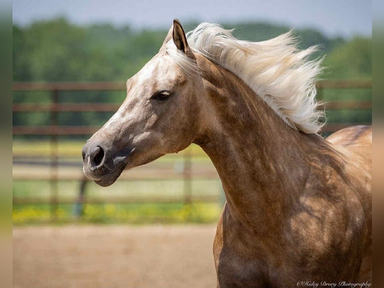 American Paint Horse Jument 8 Ans 142 cm Palomino in Auburn