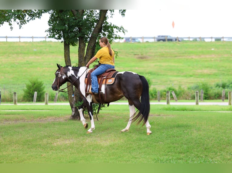 American Paint Horse Jument 8 Ans 142 cm Pinto in Terrell