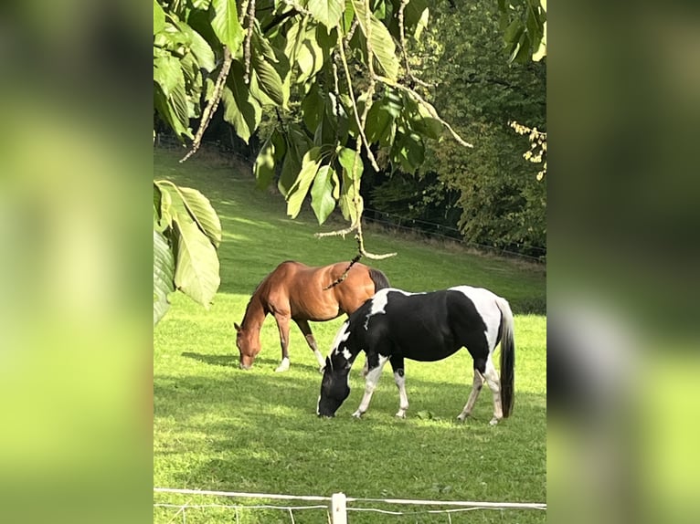 American Paint Horse Jument 8 Ans 145 cm Tobiano-toutes couleurs in Hennef